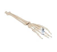 3B Scientific A41 Modelo de anatomía humana Esqueleto de la Mano Con Porciones de Ulna y Radio Articulad + App de anatomía gratuita - 3B Smart Anatomy