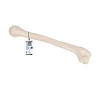 3B Scientific A45/1 Modelo Anatómico Humano - Modelo de Húmero + App de anatomía gratuita - 3B Smart Anatomy