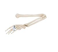 3B Scientific A45 Modelo de anatomía humana Esqueleto del Brazo + App de anatomía gratuita - 3B Smart Anatomy
