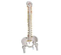 3B Scientific A59/2 Modelo de anatomía humana Columna Flexible Para Uso Intensivo, Con Cabezas de Fémur + App de anatomía gratuita - 3B Smart Anatomy