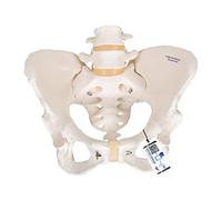 3B Scientific A61 Modelo Anatómico Humano - Modelo de Esqueleto Pélvico Femenino + App de anatomía gratuita - 3B Smart Anatomy
