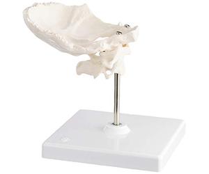 3B Scientific A71/5 Modelo de anatomía humana Atlas y Axis Con lamina Horizontal del Occipital + App de anatomía gratuita - 3B Smart Anatomy