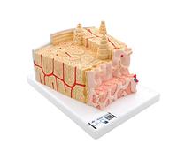 3B Scientific A79 Modelo de anatomía humana Microanatomy Estructura de Los Huesos, Aumentado 80 Veces + App de anatomía gratuita - 3B Smart Anatomy