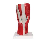 3B Scientific A882 Modelo Anatómico Humano - Articulación de la Rodilla con Músculos Desmontables, 12 Partes + App de anatomía gratuita - 3B Smart Anatomy