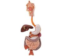 3B Scientific® Aparato Digestivo Humano - Modelo Anatómico a Tamaño Real en 3 Partes + Smart Anatomy App (Garantía de 5 Años)