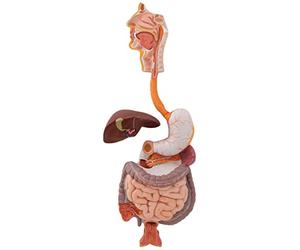 3B Scientific® Aparato Digestivo Humano - Modelo Anatómico a Tamaño Real en 3 Partes + Smart Anatomy App (Garantía de 5 Años)