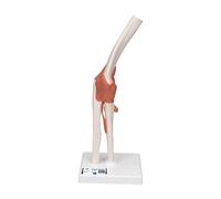 3B Scientific® Articulación de Codo Funcional - Modelo Humano a Tamaño Real con Ligamentos Flexibles + Smart Anatomy App (Garantía de 5 Años)