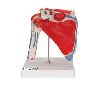 3B Scientific® Articulación del Hombro con Manguito Rotador - Modelo Anatómico Humano a Tamaño Real con Músculos, Componentes Desmontables, App 3B Smart Anatomy (Ayuda Didáctica Médica)