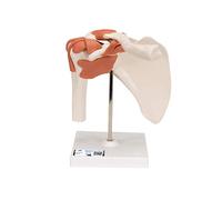 3B Scientific® Articulación Funcional del Hombro Humano - Músculos del Manguito Rotador, Movimiento Completo (Abducción, Rotación), + 3B Smart Anatomy App