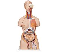 3B Scientific B35 Modelo de anatomía humana Supertorso de Doble Sexo Con Espalda Abierta, 28 Partes + App de anatomía gratuita - 3B Smart Anatomy