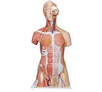 3B Scientific B40 Modelo de anatomía humana Torso de Lujo Con Músculos, 31 Partes + App de anatomía gratuita - 3B Smart Anatomy