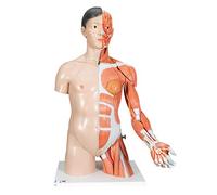 3B Scientific B41 Modelo de Anatomía Humana Torso de Lujo y Brazo con Músculos, Asiática, 33 Partes