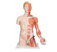 3B Scientific B42 Modelo de anatomía humana Torso de Lujo y Brazo Con Músculos, 33 Partes + software de anatomía gratuito