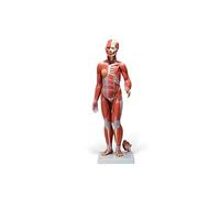 3B Scientific B55 Figura Completa de Doble Sexo Con Músculos, Con Órganos Internos, Desmontable en 33 Piezas + App de anatomía gratuita - 3B Smart Anatomy