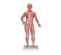 3B Scientific B59 Modelo de Anatomía Humana Figura Muscular, 1/3 de Su Tamaño Natural + App de anatomía gratuita - 3B Smart Anatomy, en 2 Piezas
