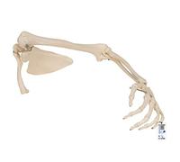 3B Scientific® Brazo Esquelético con Escápula & Clavícula - Modelo Anatómico Humano a Tamaño Real + Smart Anatomy App (Garantía de 5 Años)