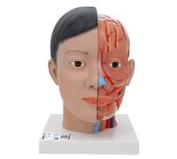 3B Scientific C06 Modelo de anatomía humana Cabeza (Asiática) Con Cuello, 4 Piezas + App de anatomía gratuita - 3B Smart Anatomy