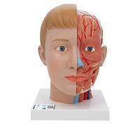 3B Scientific C07 Modelo de anatomía humana Cabeza Con Cuello, 4 Piezas + App de anatomía gratuita - 3B Smart Anatomy