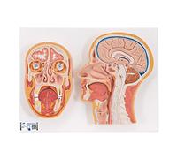 3B Scientific C13 Modelo de anatomía humana Corte Medial y Frontal de la Cabeza + App de anatomía gratuita - 3B Smart Anatomy