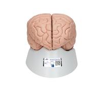 3B Scientific C17 Encéfalo de Lujo, desmontable En 8 Piezas - 3B Smart Anatomy