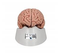 3B Scientific C18 Modelo Anatómico Humano - Encéfalo Clásico, con 5 Partes + App de anatomía gratuita - 3B Smart Anatomy