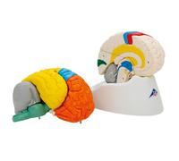 3B Scientific C22 Cerebro Neuro, Anatómico, desmontable En 8 Piezas - 3B Smart Anatomy