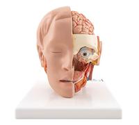 3B Scientific® Cabeza a Tamaño Real con Cerebro - Modelo Anatómico Humano de 6 Partes + Smart Anatomy App (Garantía de 5 Años)