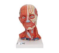 3B Scientific® Cabeza a Tamaño Real - Modelo Humano de 5 Partes con Músculos, Nervios, Vasos & Cerebro Extraíble + Smart Anatomy App (Garantía de 5 Años)