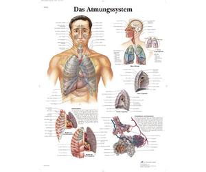 3B Scientific Carta anatómica - El sistema respiratorio