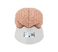 3B Scientific® Cerebro Humano para Principiantes - Modelo de 2 Partes a Tamaño Real con Hemisferios Extraíbles + Smart Anatomy App (Garantía de 5 Años)