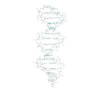 3B Scientific Cochranes of Oxford Modelo de ADN