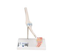 3B Scientific® Codo Mini con Sección Transversal - Modelo Anatómico Humano Compacto + Smart Anatomy App (Garantía de 5 Años)