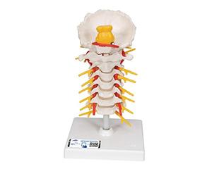 3B Scientific® Columna Cervical - Vértebras Cervicales Humanas a Tamaño Real Flexibles en Soporte + Smart Anatomy App (Garantía de 5 Años)