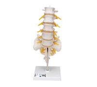 3B Scientific® Columna Lumbar - Vértebras Lumbares Humanas a Tamaño Real Flexibles en Soporte + Smart Anatomy App (Garantía de 5 Años)