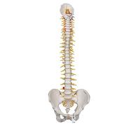 3B Scientific® Columna Vertebral de Lujo Flexible - Modelo Humano a Tamaño Real con Pelvis, Tronco Cerebral Expuesto & Sacro Abierto + Smart Anatomy App (Garantía de 5 Años)