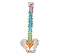 3B Scientific® Columna Vertebral Didáctica Flexible - Modelo Humano a Tamaño Real con Secciones Codificadas por Colores + Smart Anatomy App (Garantía de 5 Años)