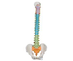 3B Scientific® Columna Vertebral Didáctica Flexible - Modelo Humano a Tamaño Real con Secciones Codificadas por Colores + Smart Anatomy App (Garantía de 5 Años)