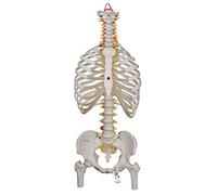 3B Scientific® Columna Vertebral Flexible - Clásica a Tamaño Real con Caja Torácica & Fémures, Movible para Enseñanza de Anatomía + Smart Anatomy App (Garantía de 5 Años)
