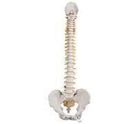 3B Scientific® Columna Vertebral Flexible - Columna a Tamaño Real con Hernia de Disco, Nervios/Arteria Espinal, Pelvis + Acceso a la App 3B Smart Anatomy