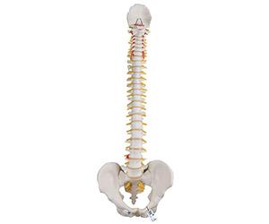 3B Scientific® Columna Vertebral Flexible - Columna a Tamaño Real con Hernia de Disco, Nervios/Arteria Espinal, Pelvis + Acceso a la App 3B Smart Anatomy