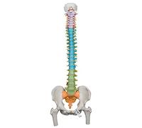 3B Scientific® Columna Vertebral Flexible Didáctica - Con Secciones Codificadas por Colores & Cabezas Femorales, Tamaño Real + Smart Anatomy App (Garantía de 5 Años)