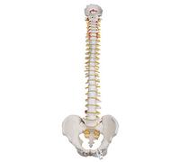 3B Scientific® Columna Vertebral Flexible para Uso Intensivo - Modelo Anatómico Humano a Tamaño Real + Smart Anatomy App (Garantía de 5 Años)