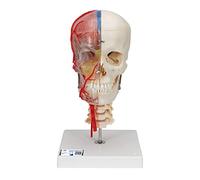 3B Scientific® Cráneo BONElike™ - Modelo Transparente & Didáctico de 7 Partes a Tamaño Real con Anatomía Detallada + Smart Anatomy App (Garantía de 5 Años)