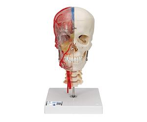 3B Scientific® Cráneo BONElike™ - Modelo Transparente & Didáctico de 7 Partes a Tamaño Real con Anatomía Detallada + Smart Anatomy App (Garantía de 5 Años)