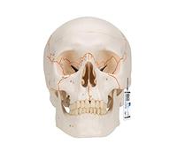 3B Scientific Cráneo Clásico con Numeración, 3 Piezas - 3B Smart Anatomy