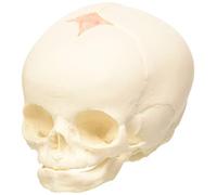 3B Scientific® Cráneo Fetal - Réplica Anatómica a Tamaño Real con Fontanelas, Suturas & Estructura Ósea + Smart Anatomy App (Garantía de 5 Años)