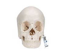 3B Scientific® Cráneo Humano de Anatomía - Modelo Didáctico de 22 Partes, Desmontable en Huesos Individuales, Tamaño Real + Smart Anatomy App (Garantía de 5 Años)