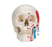 3B Scientific® Cráneo Humano - Modelo Clásico a Tamaño Real de 3 Partes con Pintura Muscular, Calvaria y Mandíbula Desmontables + Smart Anatomy App (Garantía de 5 Años)