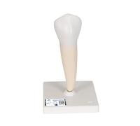 3B Scientific D10/3 Modelo de anatomía humana Primer Molar Inferior de Raíz Sencilla + App de anatomía gratuita - 3B Smart Anatomy