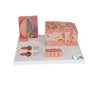 3B Scientific D17 Modelo de anatomía humana Lengua, Microanatomy + App de anatomía gratuita - 3B Smart Anatomy